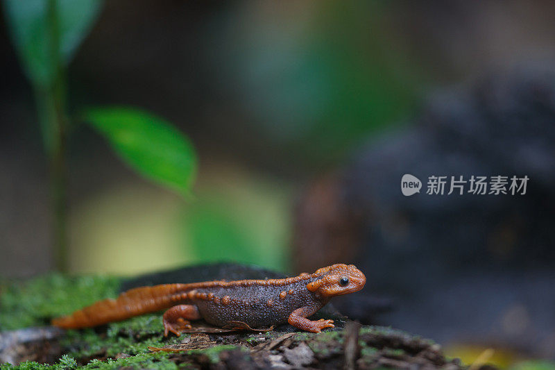 动物:成年喜马拉雅蝾螈(Tylototriton verrucosus)，也被称为鳄鱼蝾螈、鳄鱼蝾螈、喜马拉雅蝾螈和红节蝾螈。